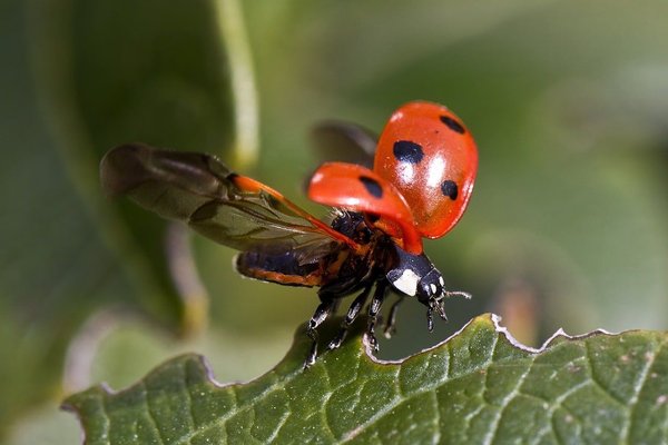 Comment les insectes tels que les coccinelles hivernent-ils et quel est l'impact des pesticides sur leur survie ?