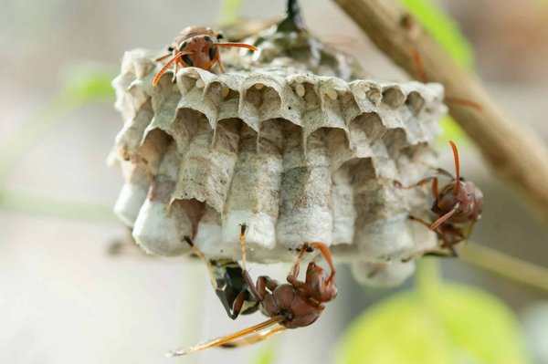 Destruction des nids de frelons : stratégies et précautions à prendre