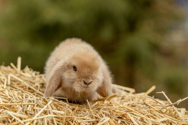 Foin de qualité pour cochons d'inde : choisissez le meilleur pour leur santé